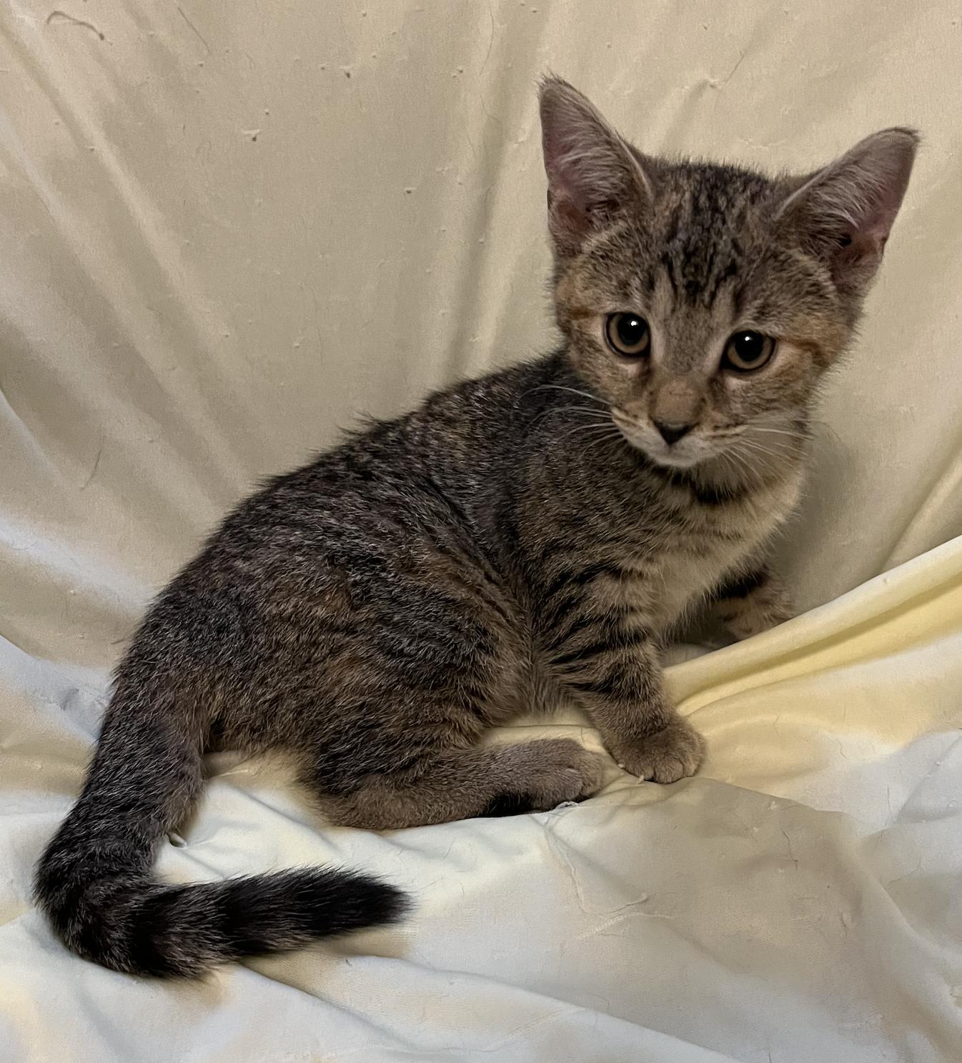 Enlarge Hannah, a Adoptable Domestic Short Hair in Connelly Springs, NC image 3/3