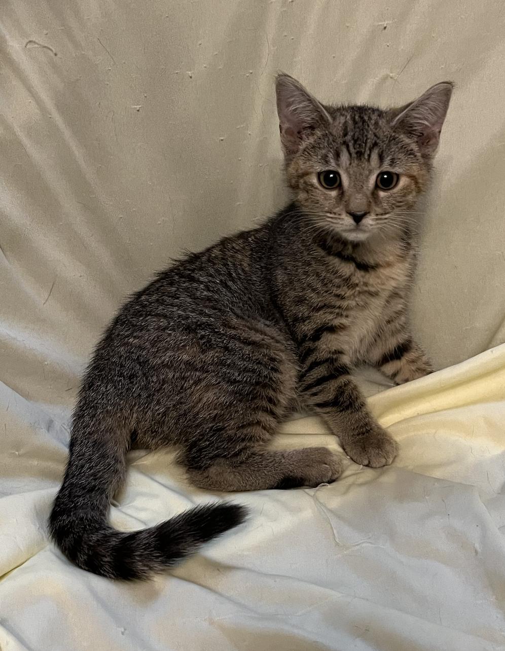 Enlarge Hannah, a Adoptable Domestic Short Hair in Connelly Springs, NC image 2/3