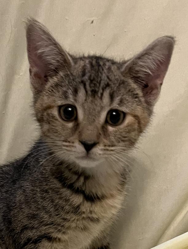 Hannah, Adoptable, Kitten Female Domestic Short Hair.