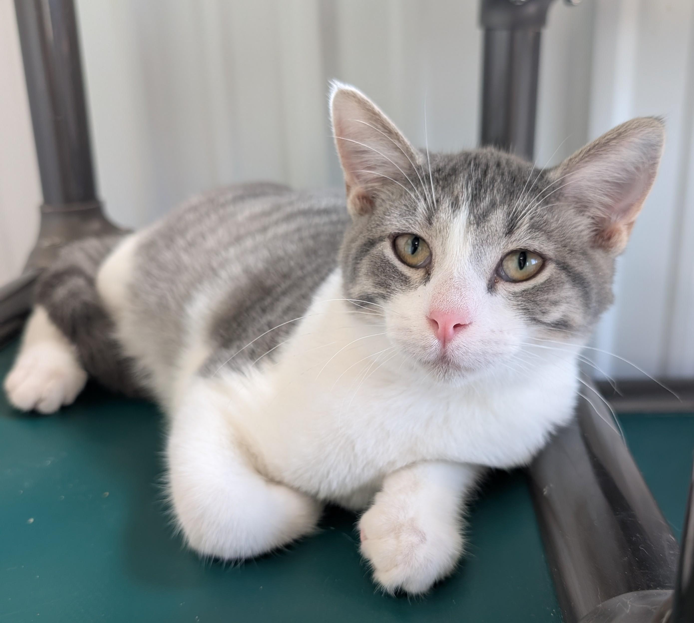 Charlie, adoptable, Young Male Domestic Short Hair.