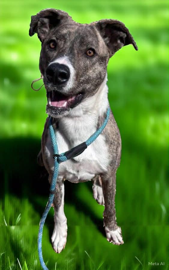Enlarge Sophia: Not at shelter (Alan), a Adopted mixed breed in Rustburg, VA image 2/3
