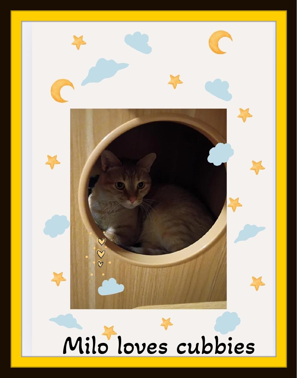 Milo - Can I steal your heart? I will keep it safe forever. Promise!