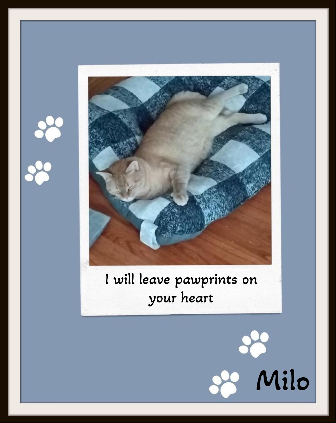 Milo - Can I steal your heart? I will keep it safe forever. Promise!