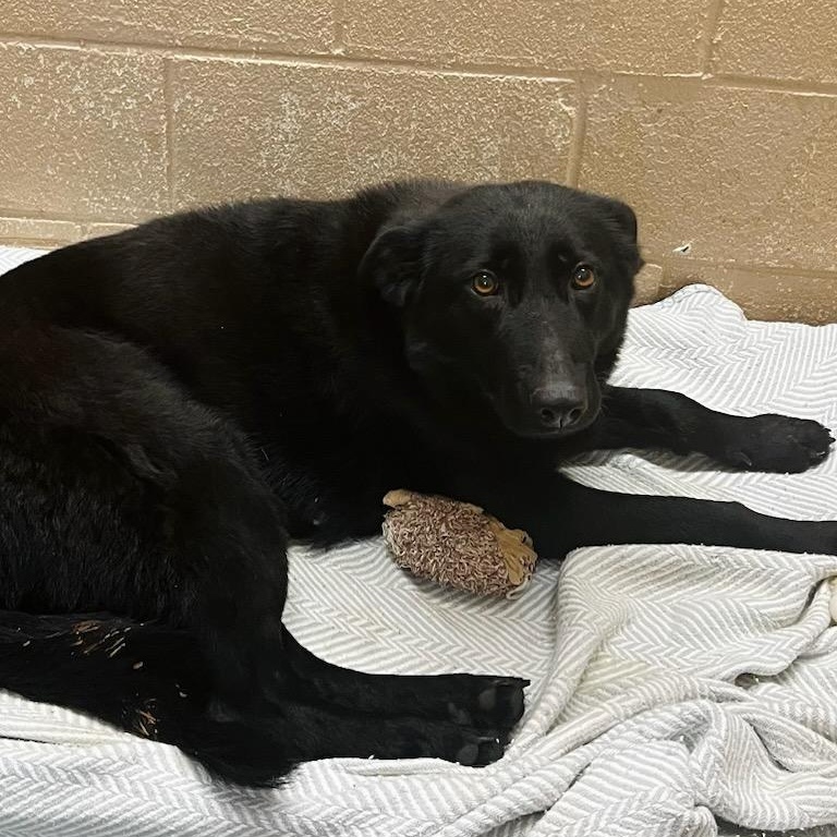 Enlarge DoorDash , a ADOPTABLE mixed breed in Martinsville, VA image 2/2