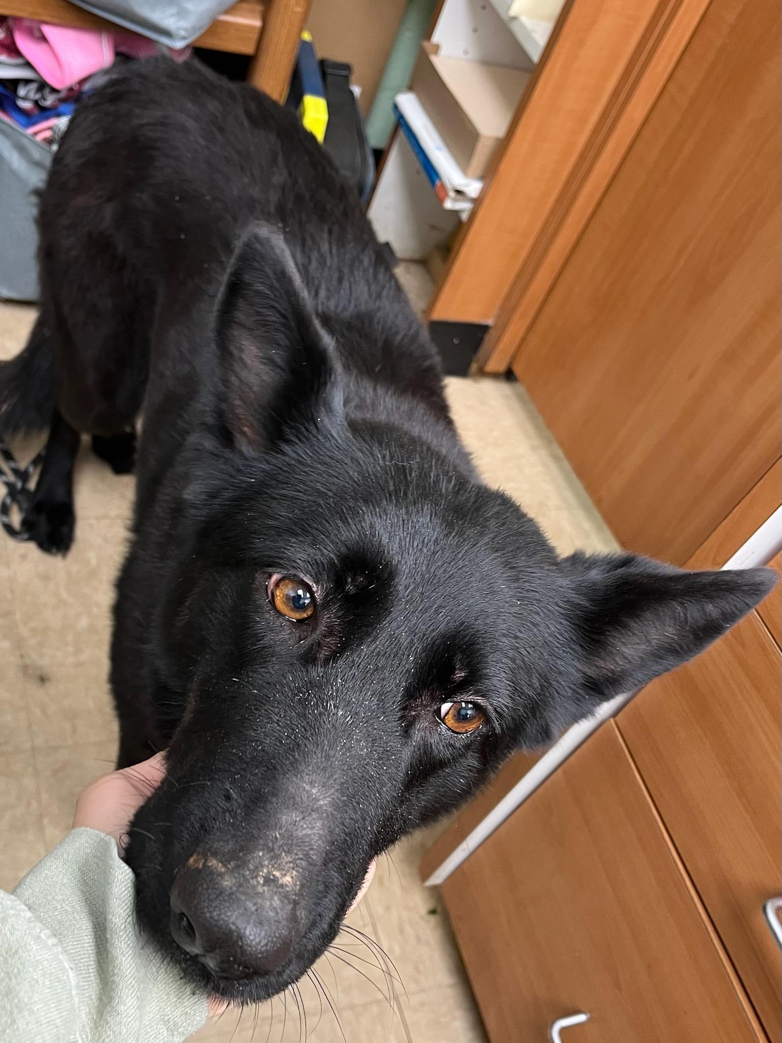 DoorDash , ADOPTABLE, Adult Female German Shepherd Dog.