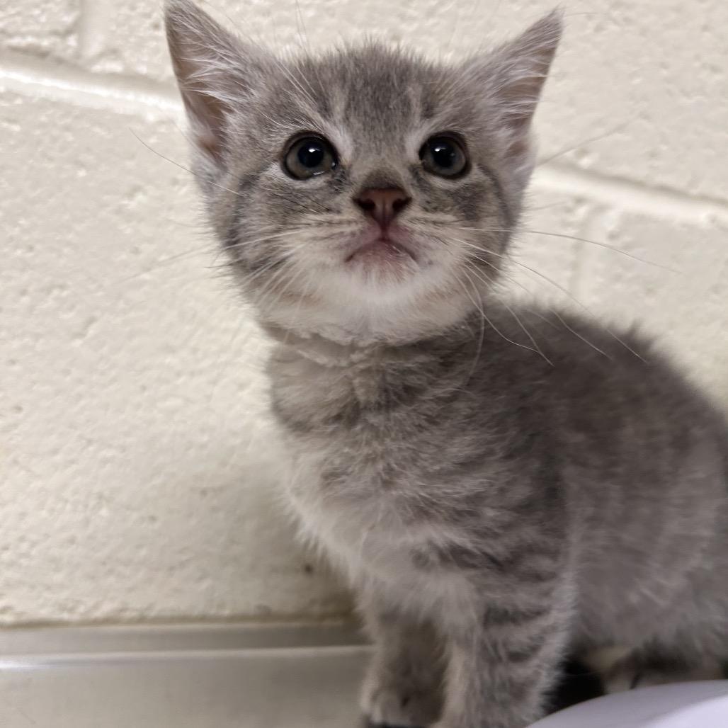 Cinderella, Adoptable, Kitten Female Domestic Short Hair.