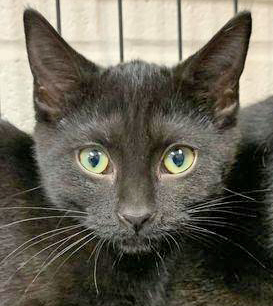 Rattler, a Adoptable mixed breed in Portsmouth, OH image 1/4