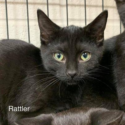 Rattler, a Adoptable mixed breed in Portsmouth, OH image 2/4