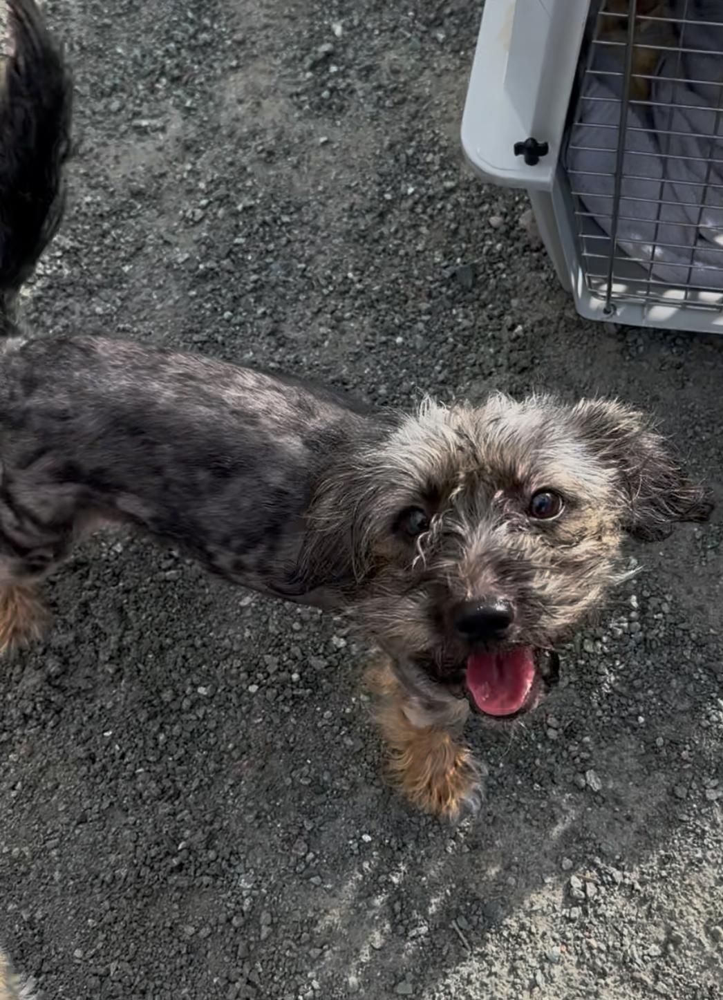 Josie, Adoptable, Young Female Terrier.