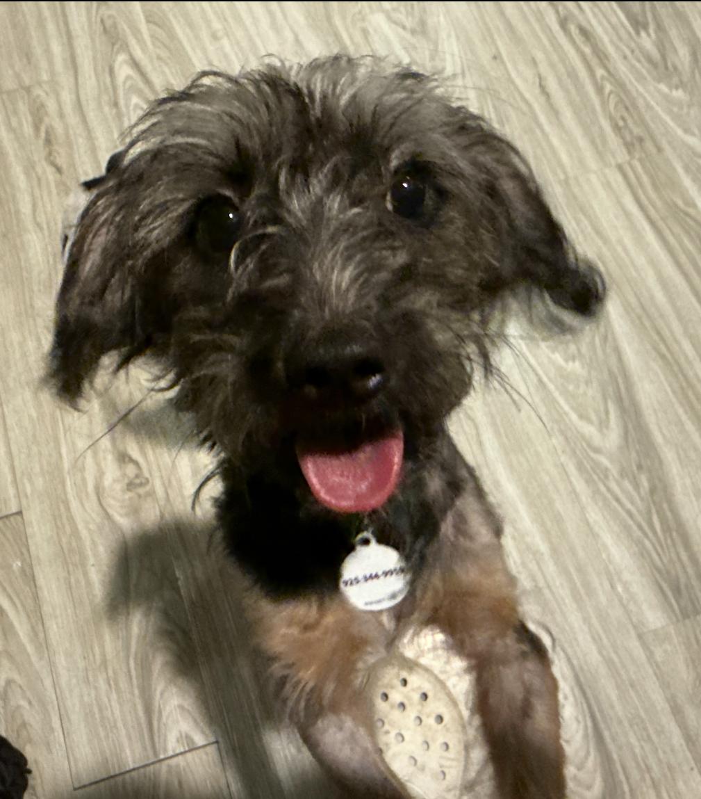 Josie, a Adoptable mixed breed in Knightsen, CA image 2/5