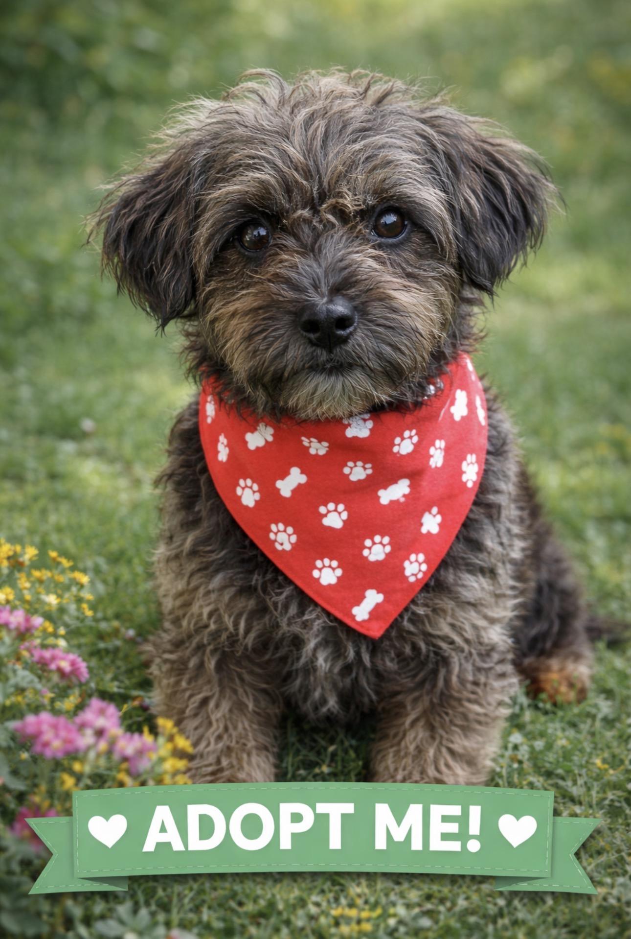 Enlarge Josie, an adoptable mixed breed in Knightsen, CA image 1/6