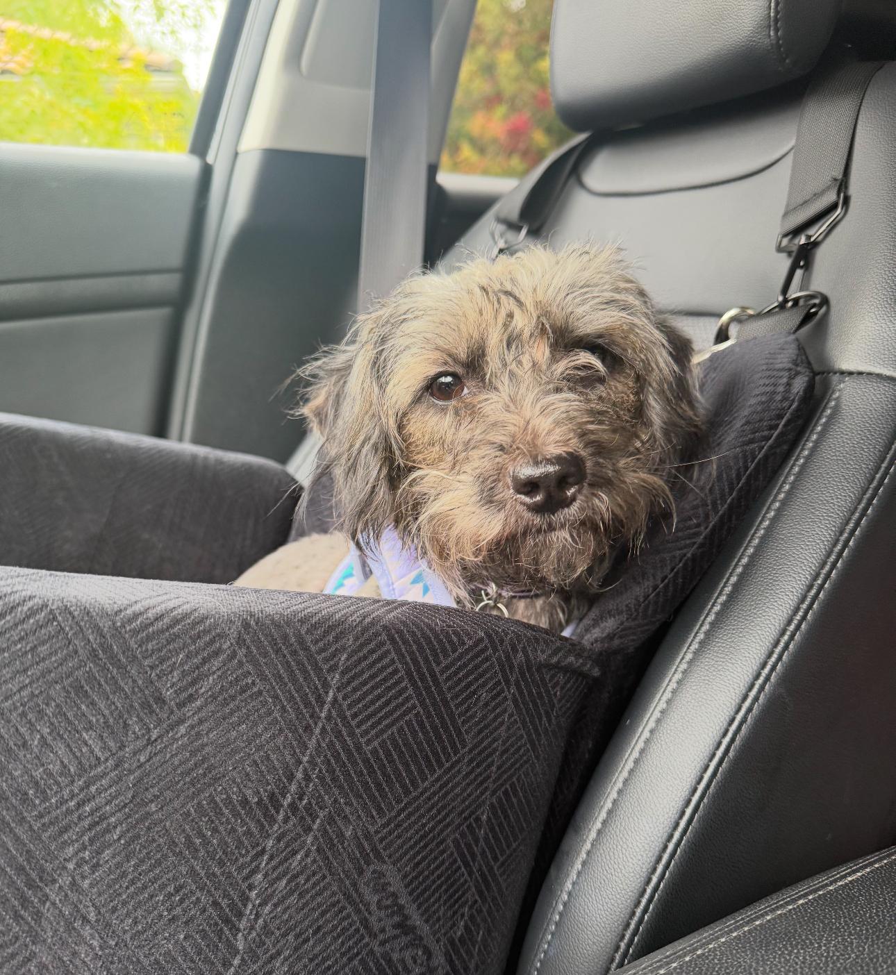 Josie, a Adoptable mixed breed in Knightsen, CA image 3/5