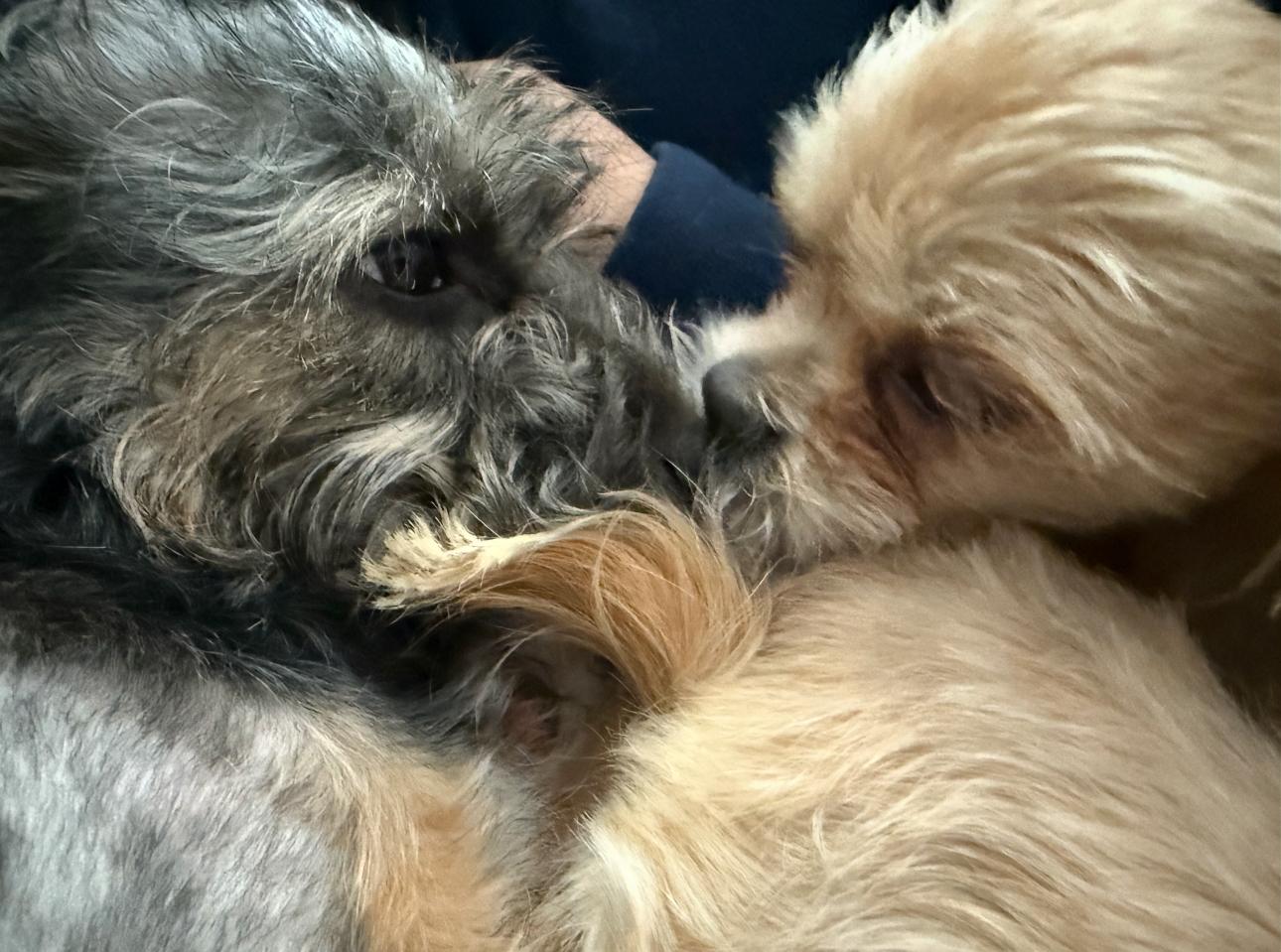 Josie, a Adoptable mixed breed in Knightsen, CA image 4/5