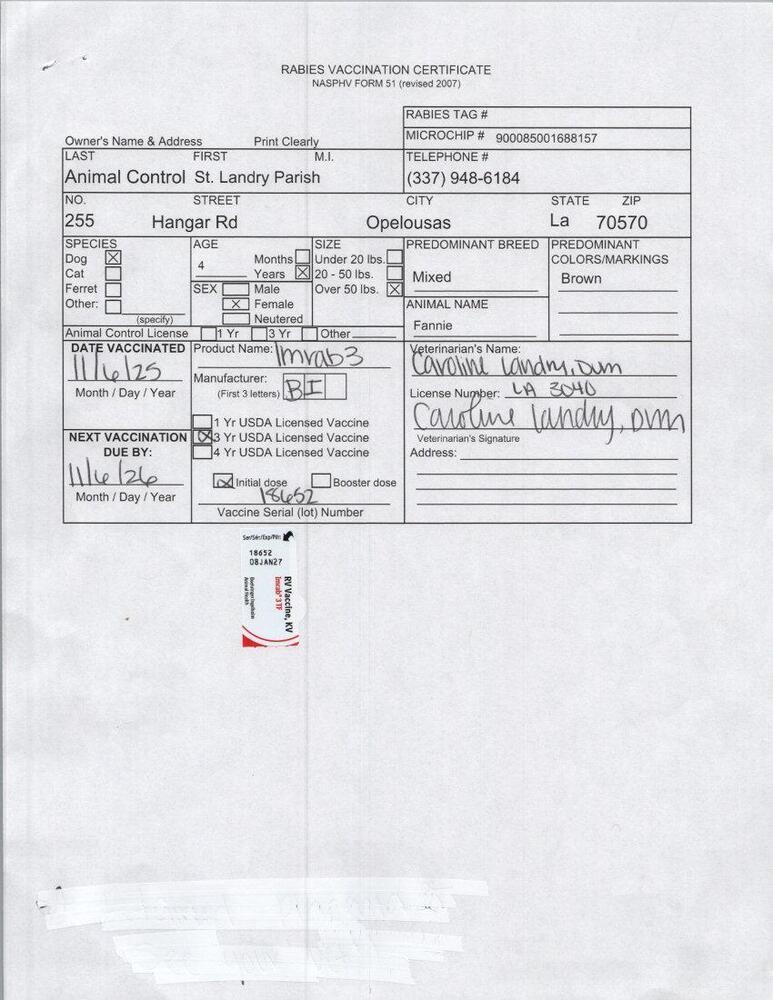 Enlarge FANNIE, a Adoptable mixed breed in Opelousas, LA image 1/2