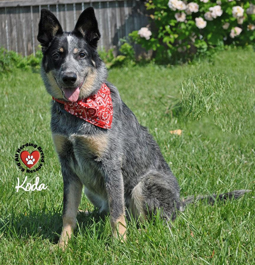 Koda