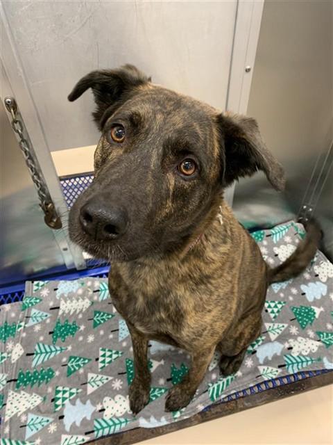 Enlarge CURLY, a Adoptable mixed breed in Fairbanks, AK image 1/1