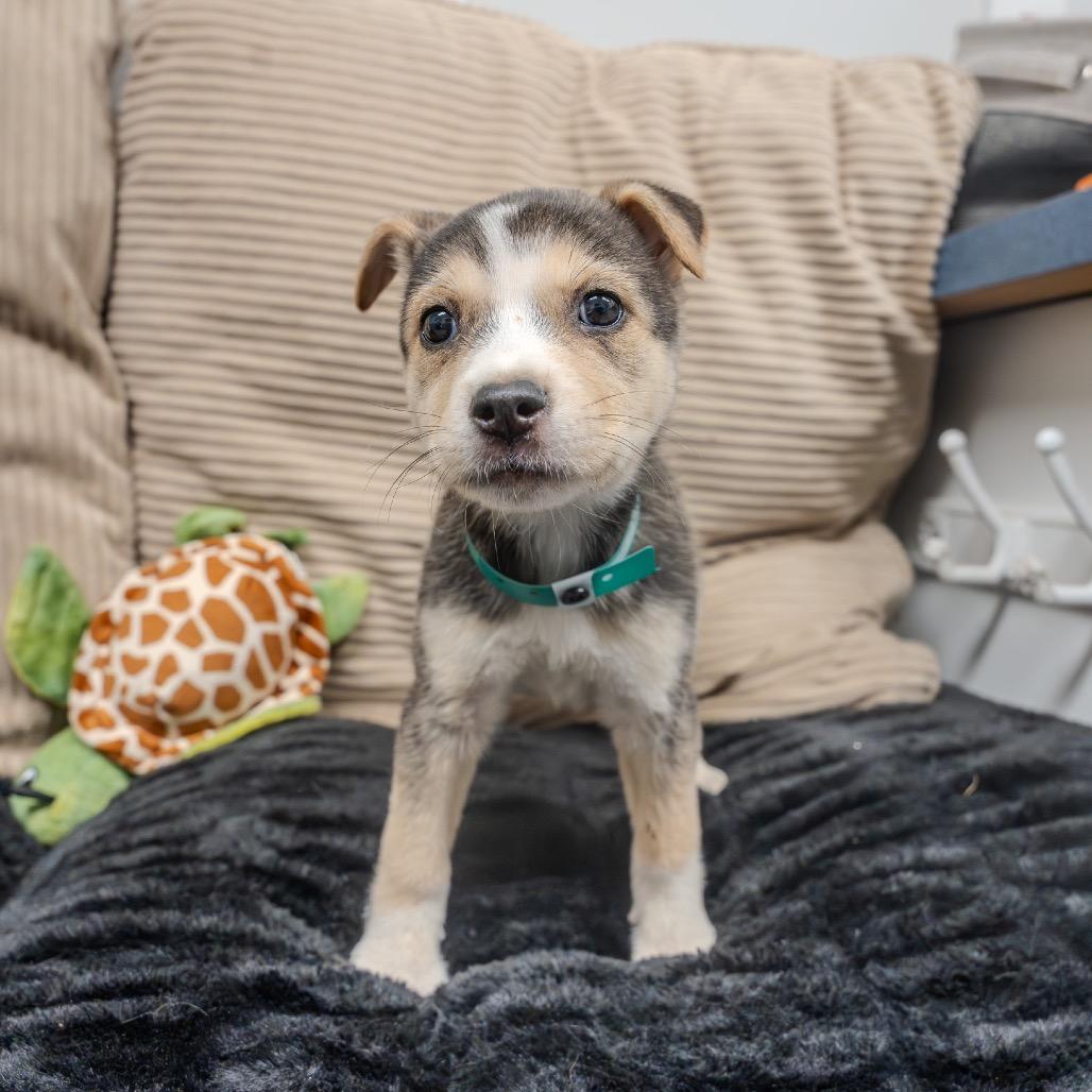 Katherine, Adoptable, Puppy Female Catahoula Leopard Dog & Husky.