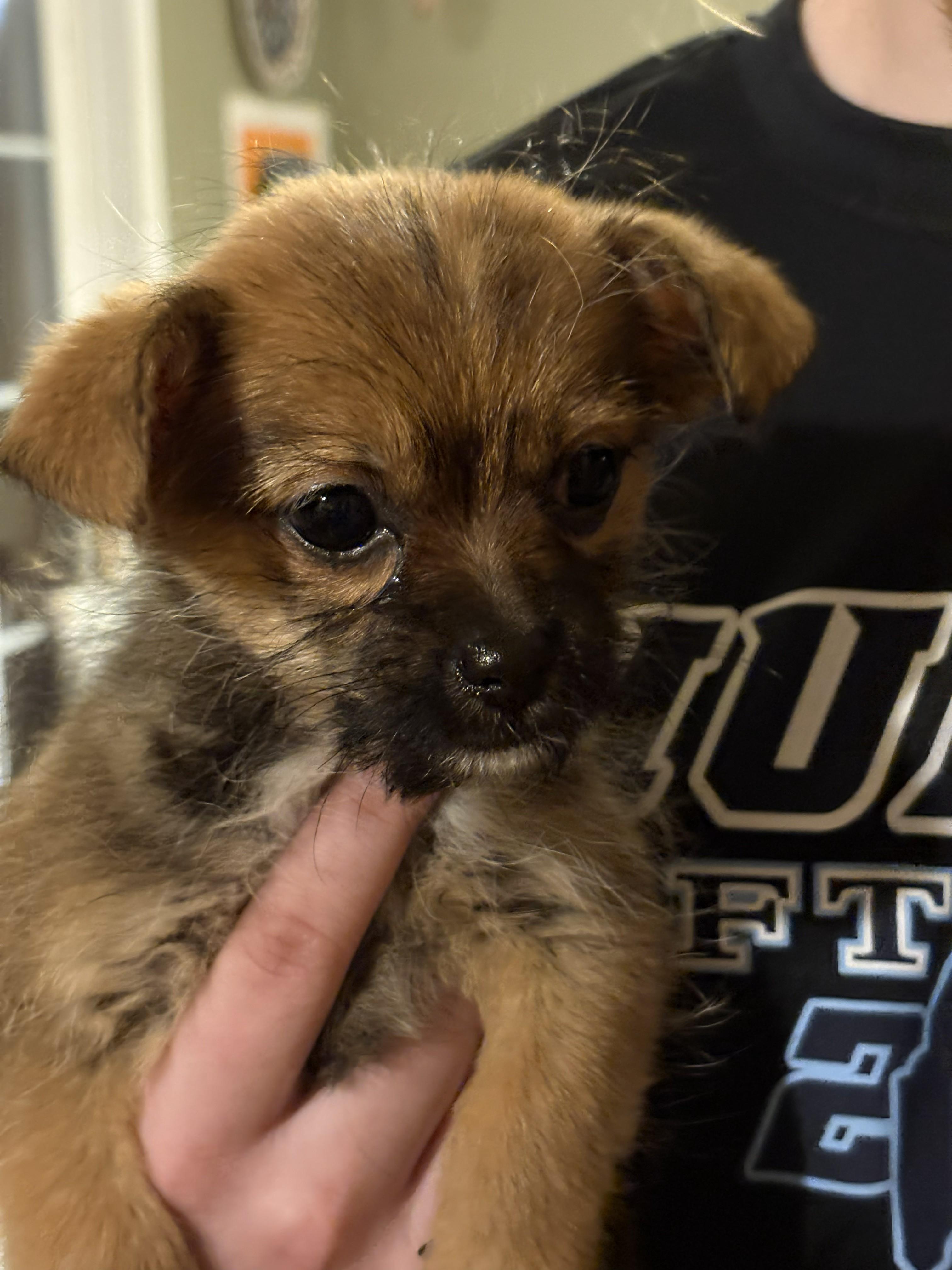 Enlarge Nod, a ADOPTABLE mixed breed in Brunswick, ME image 4/4