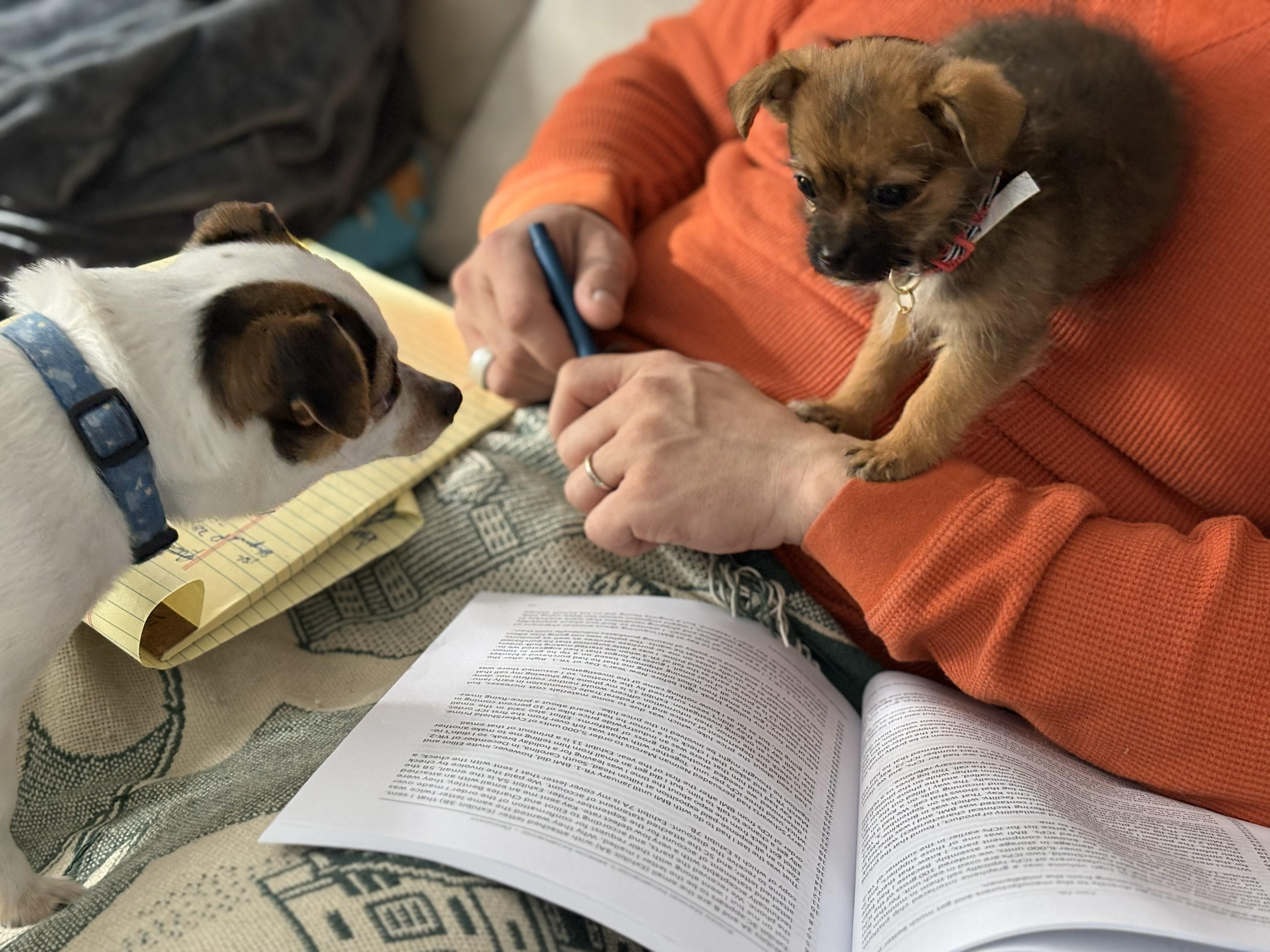 Enlarge Nod, a ADOPTABLE mixed breed in Brunswick, ME image 3/4