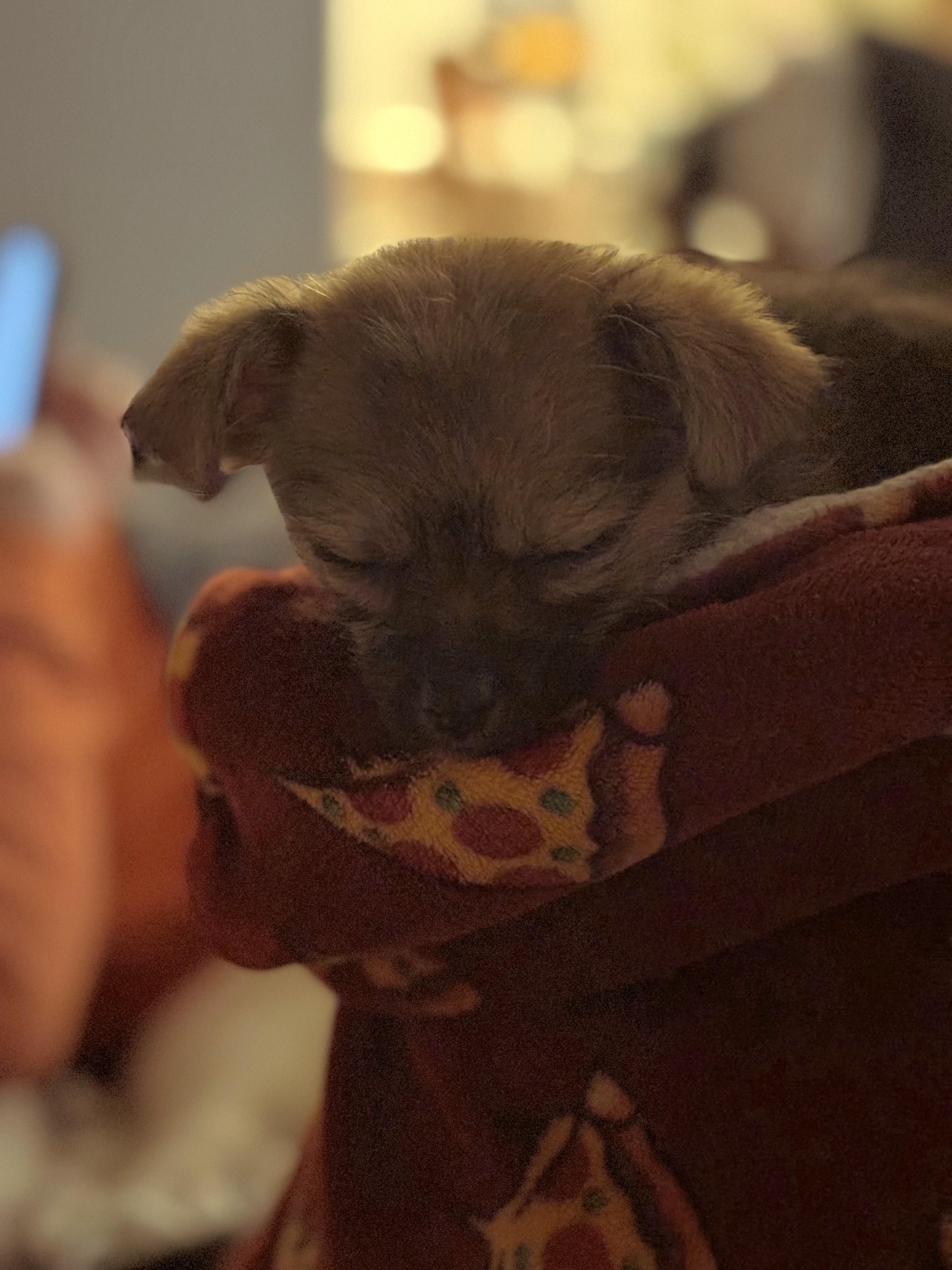 Enlarge Nod, a ADOPTABLE mixed breed in Brunswick, ME image 1/4