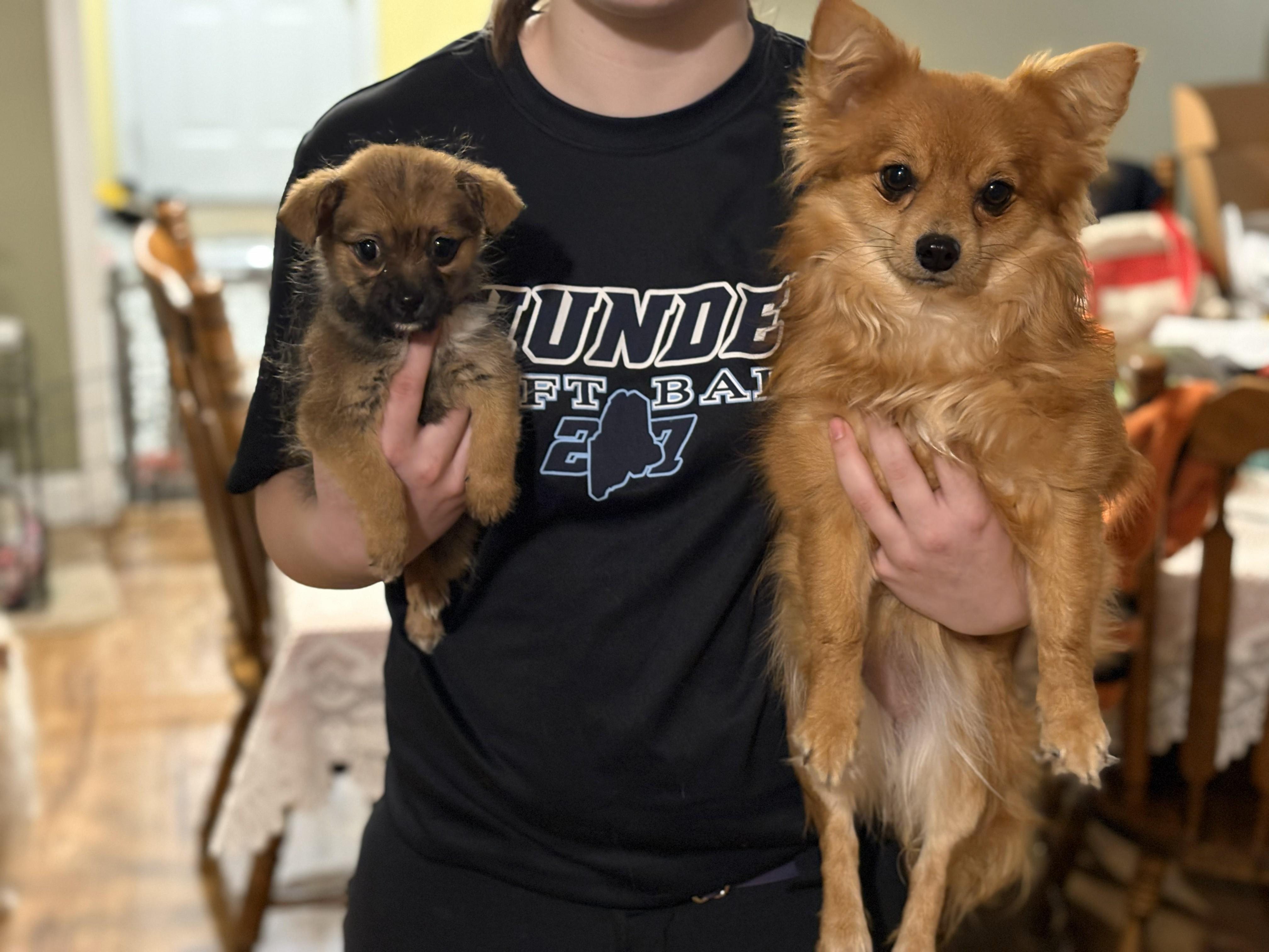 Enlarge Nod, a ADOPTABLE mixed breed in Brunswick, ME image 2/4