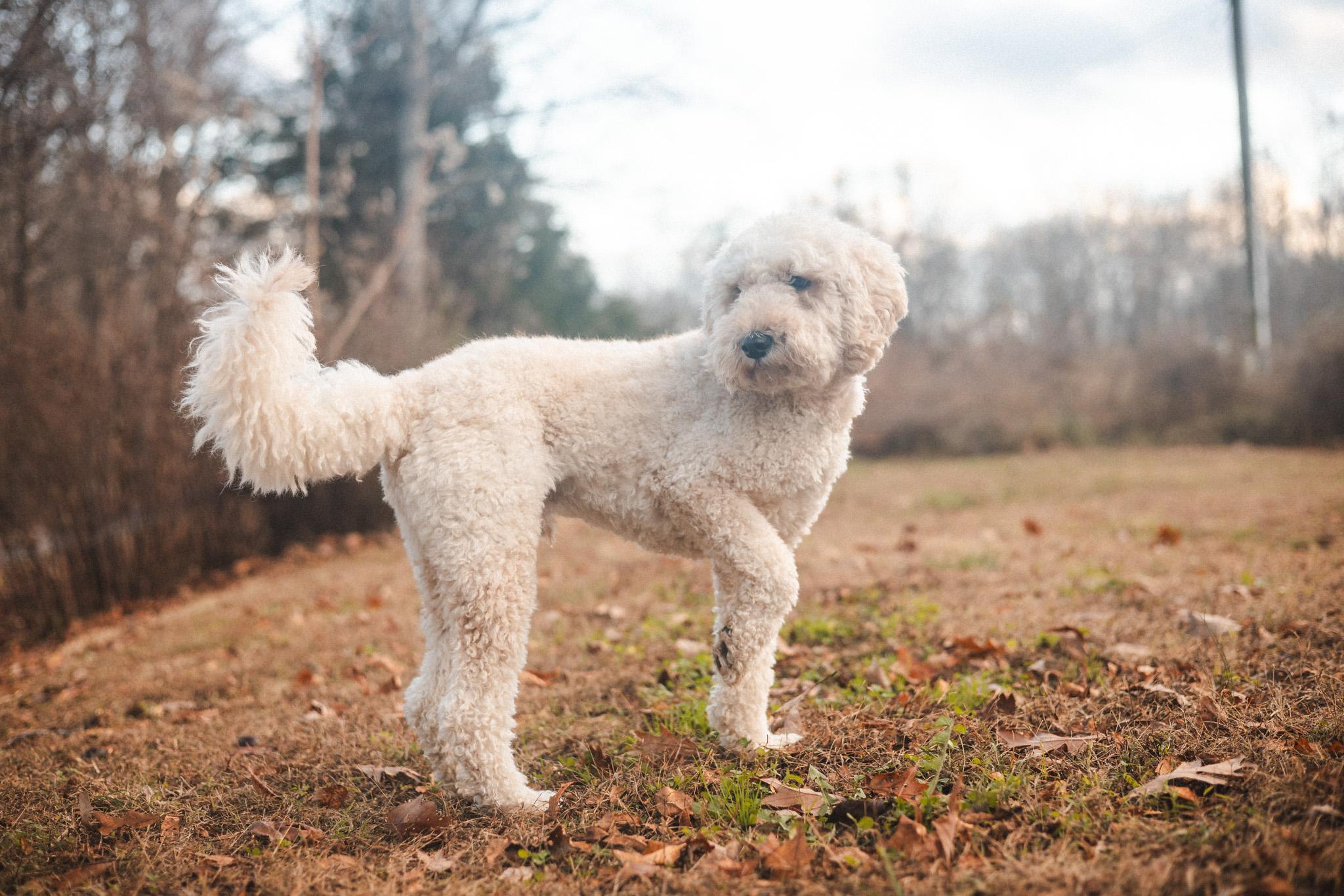 George Bernard Paw thumbnail 3