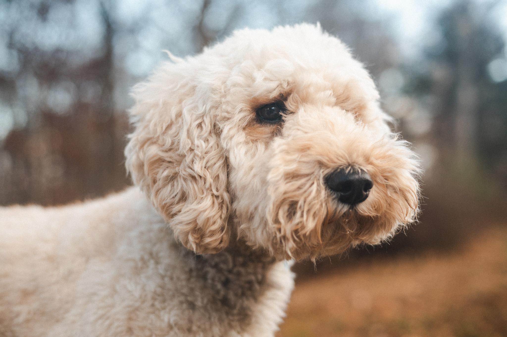 George Bernard Paw thumbnail 4