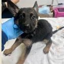 Josephine, adopted, Puppy Female German Shepherd Dog.