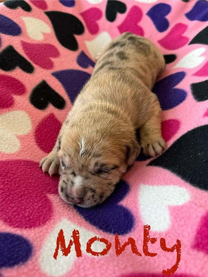 Enlarge Monty-PENDING, a Adoptable mixed breed in Archbold , OH image 1/2