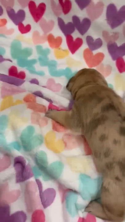 Enlarge Monty-PENDING, a Adoptable mixed breed in Archbold , OH video 2/2