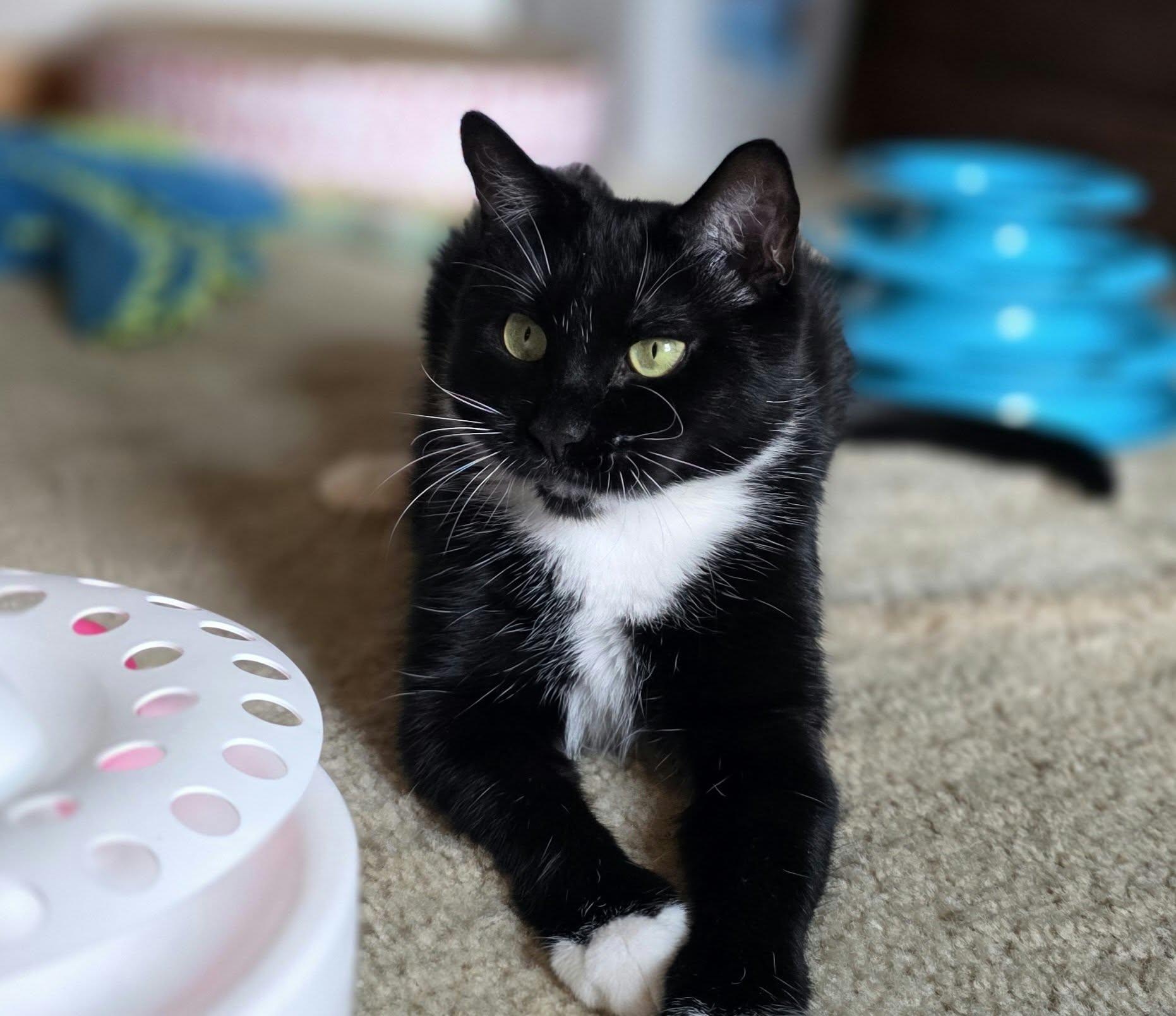 Enlarge Rebel, a Adopted Domestic Short Hair in Mechanicsburg, PA image 5/5