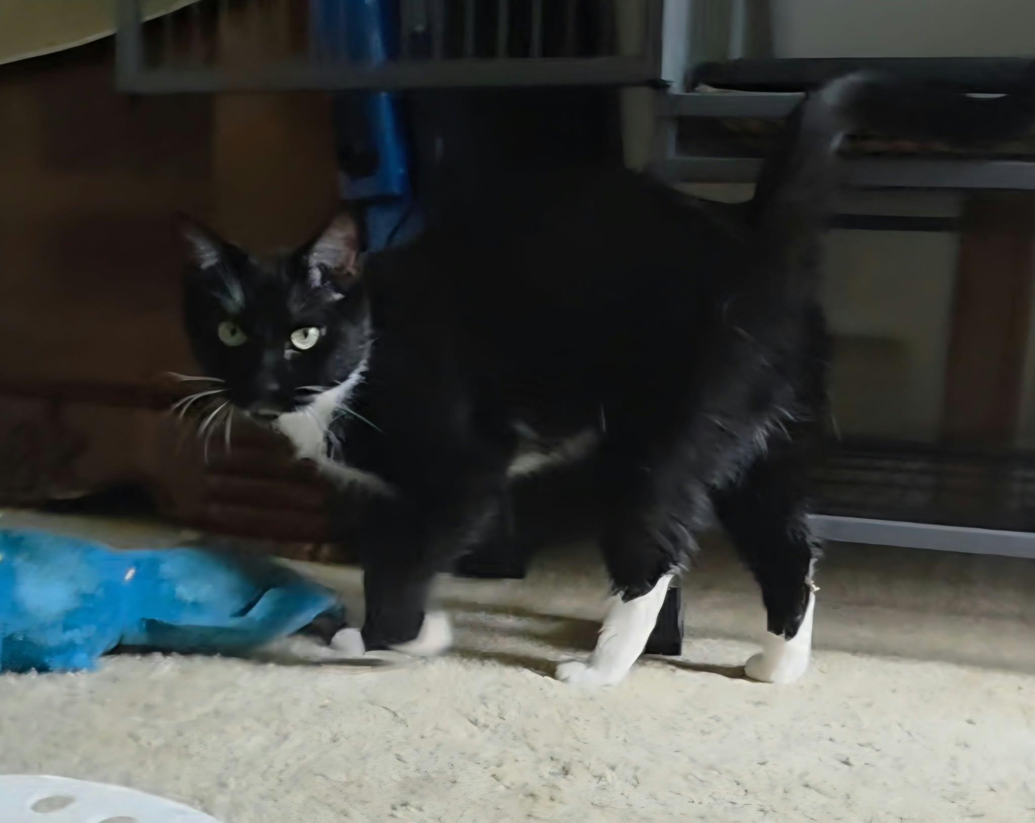 Enlarge Rebel, a Adopted Domestic Short Hair in Mechanicsburg, PA image 3/5