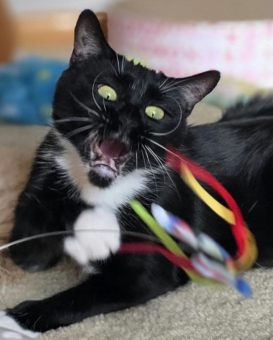 Enlarge Rebel, a Adopted Domestic Short Hair in Mechanicsburg, PA image 4/5