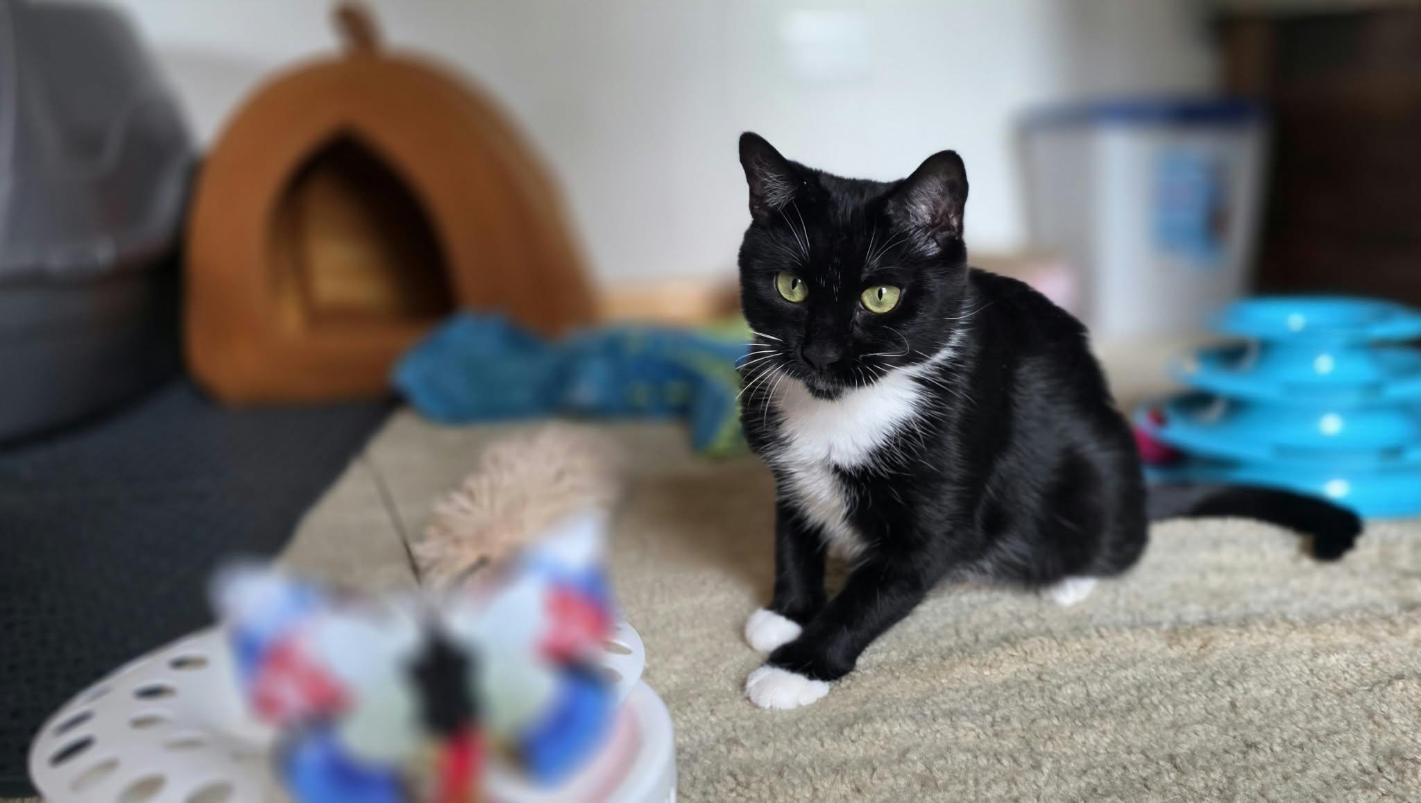 Enlarge Rebel, a Adopted Domestic Short Hair in Mechanicsburg, PA image 2/5
