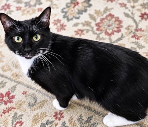 Enlarge Rebel, a Adopted Domestic Short Hair in Mechanicsburg, PA image 1/5