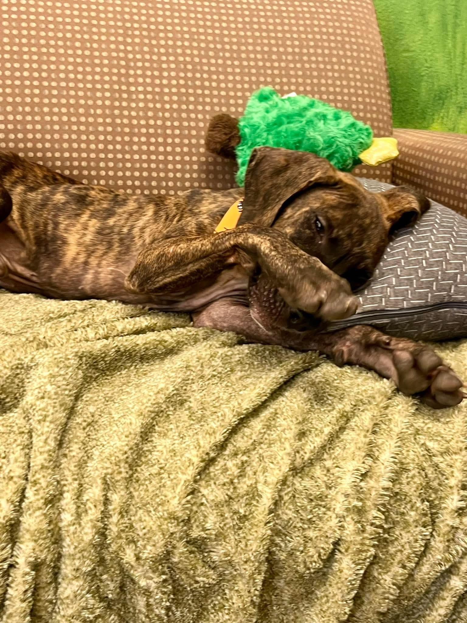 Enlarge Dipper, a Adoptable mixed breed in Blairstown, NJ image 2/2