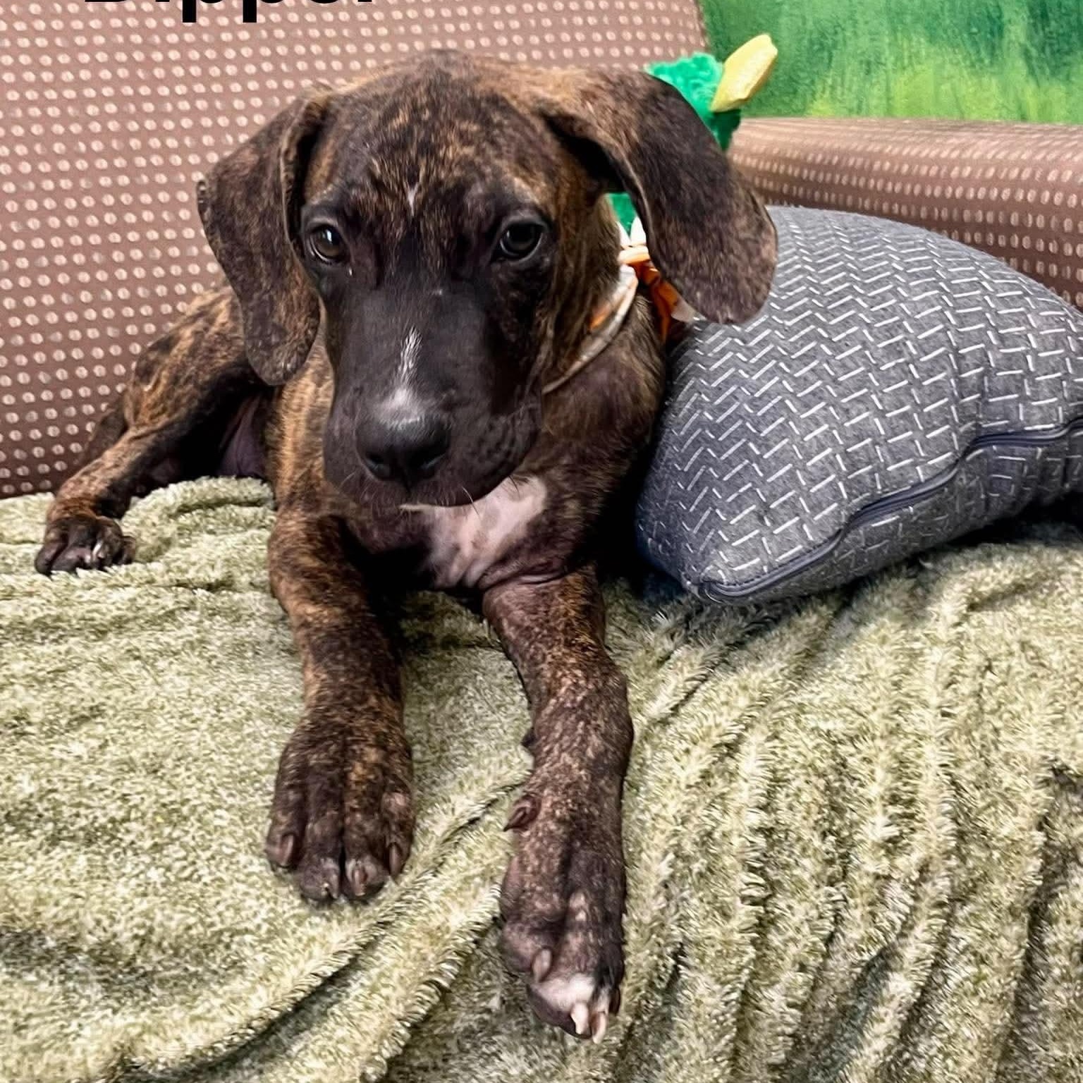 Enlarge Dipper, a Adoptable mixed breed in Blairstown, NJ image 1/2