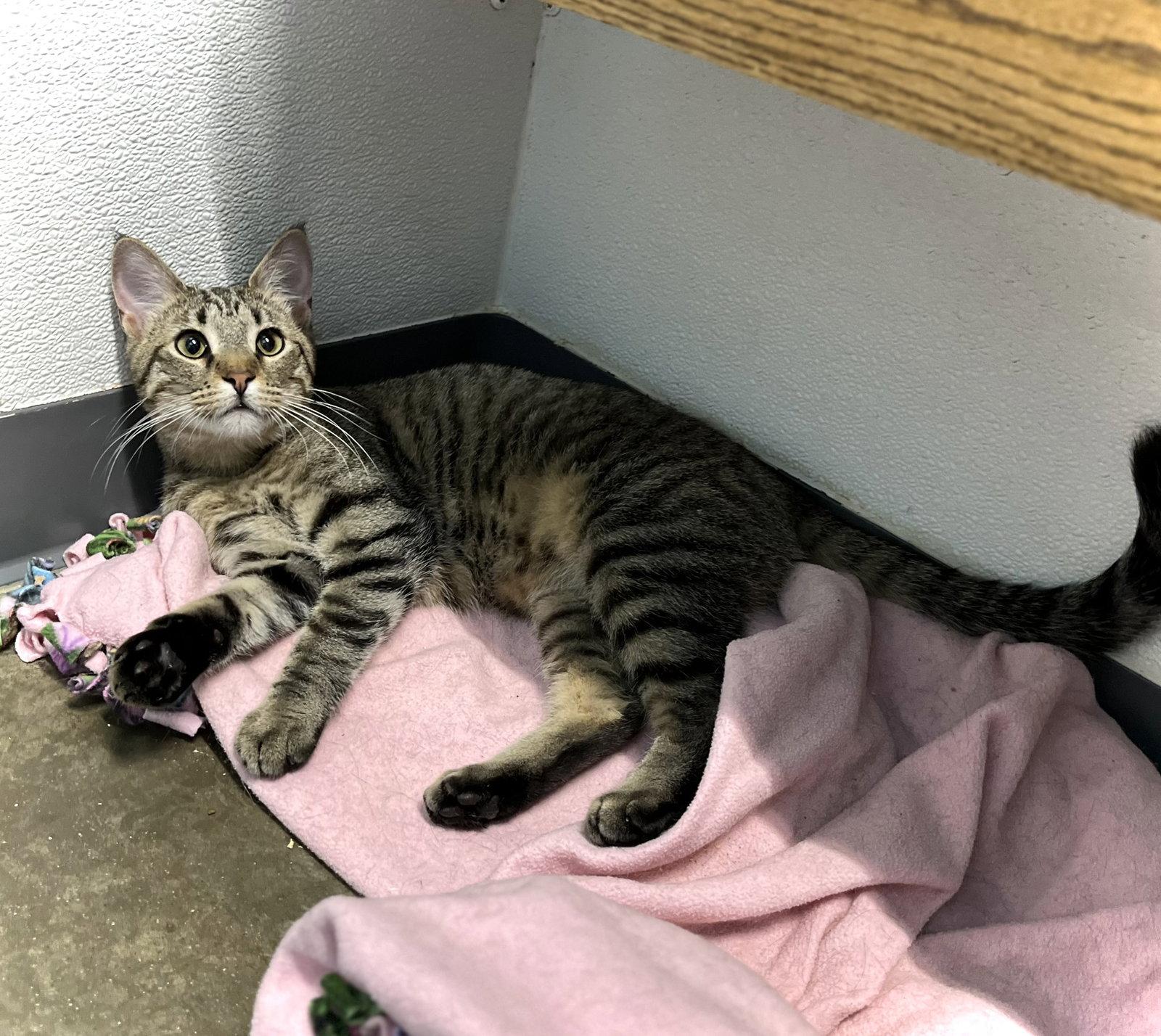 Bobcat, Adoptable, Young Female Domestic Short Hair & Tabby.