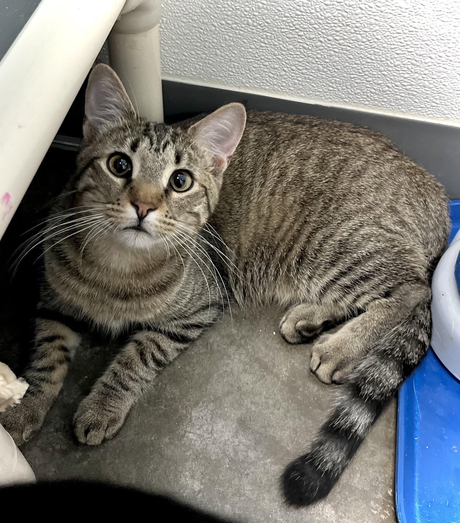 Enlarge Bobcat, a Adoptable mixed breed in Estherville, IA image 2/3