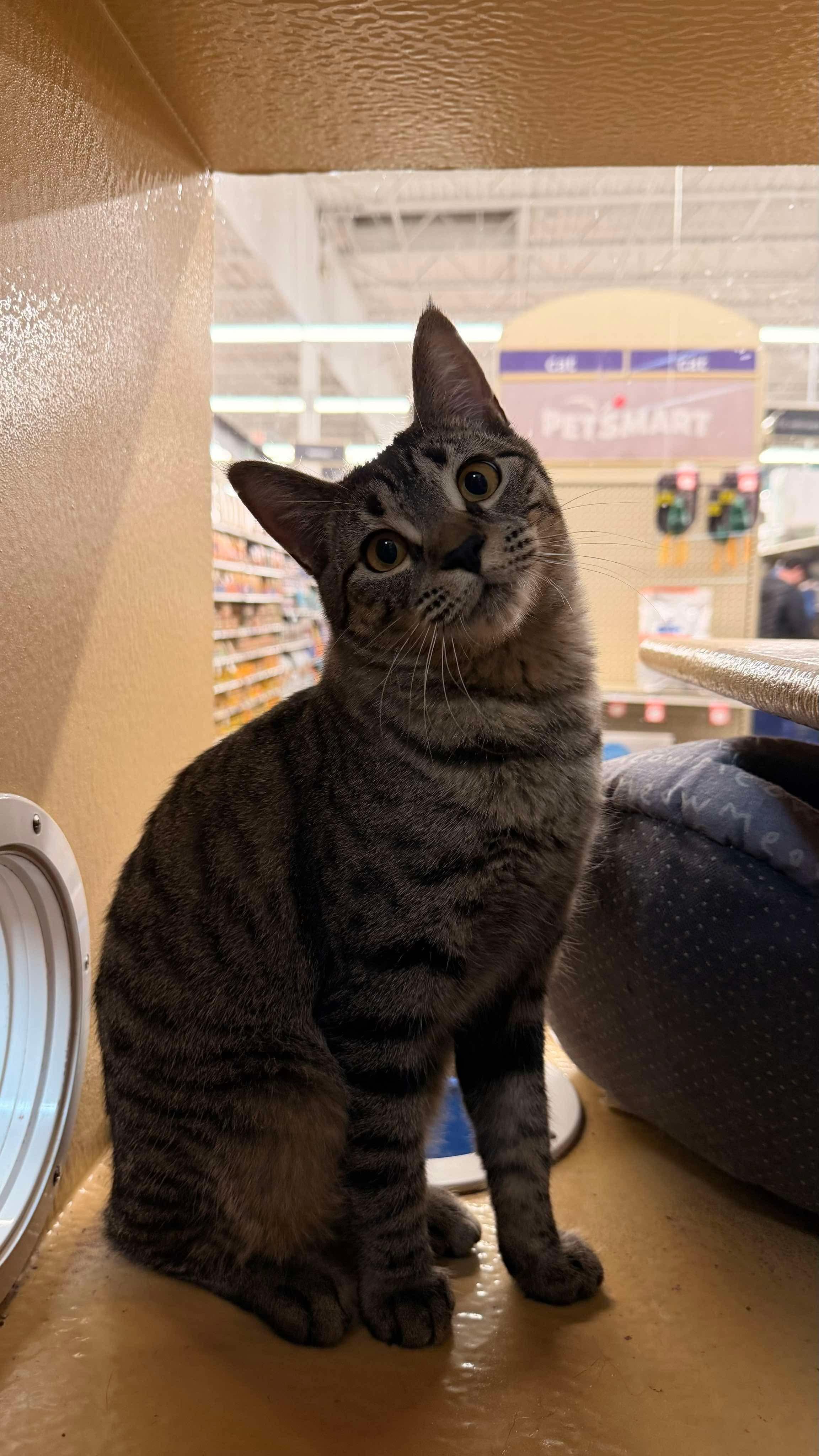 Serrano -20% off - Pepper Litter, Adoptable, Young Female Domestic Short Hair & Tabby.