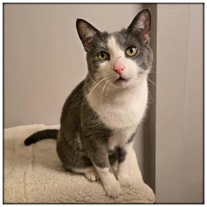 Atina, ADOPTABLE, Adult Female Domestic Short Hair.