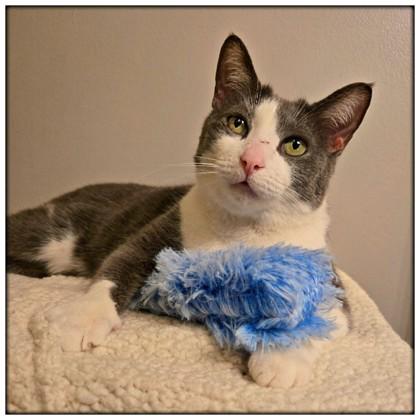 Atina, a ADOPTABLE Domestic Short Hair in Downers Grove, IL image 3/3