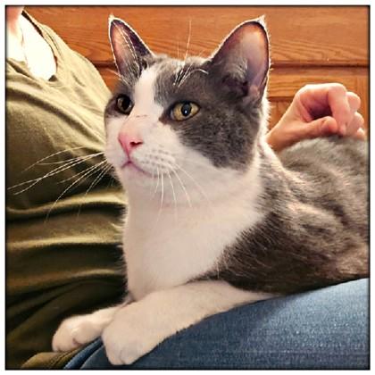 Atina, a ADOPTABLE Domestic Short Hair in Downers Grove, IL image 2/3