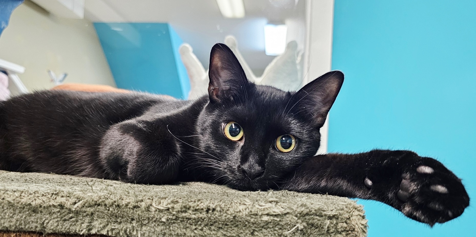 Sugar, an adopted Domestic Short Hair in Ocean City, NJ_image-1