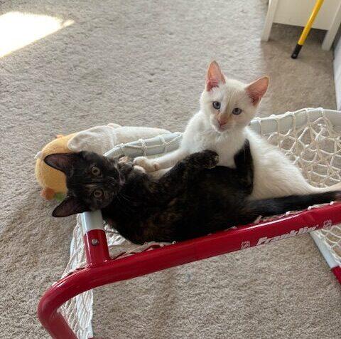 Rootbeer, Adoptable, Kitten Female Domestic Short Hair.