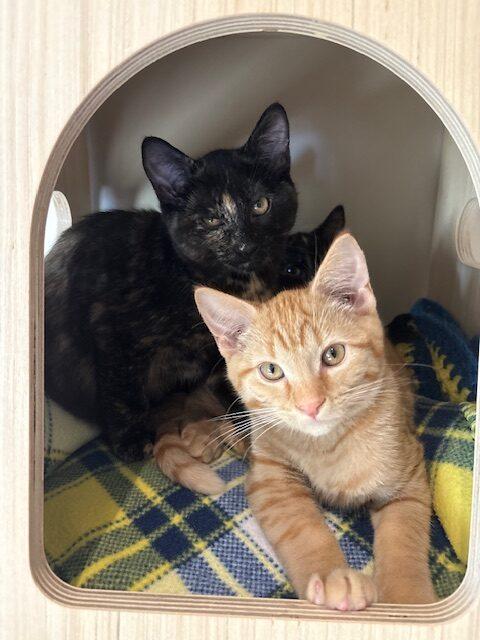 Rootbeer, a Adoptable Domestic Short Hair in Calgary, AB image 2/2