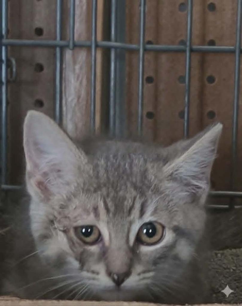 Garnet, Adoptable, Kitten Male Domestic Short Hair.
