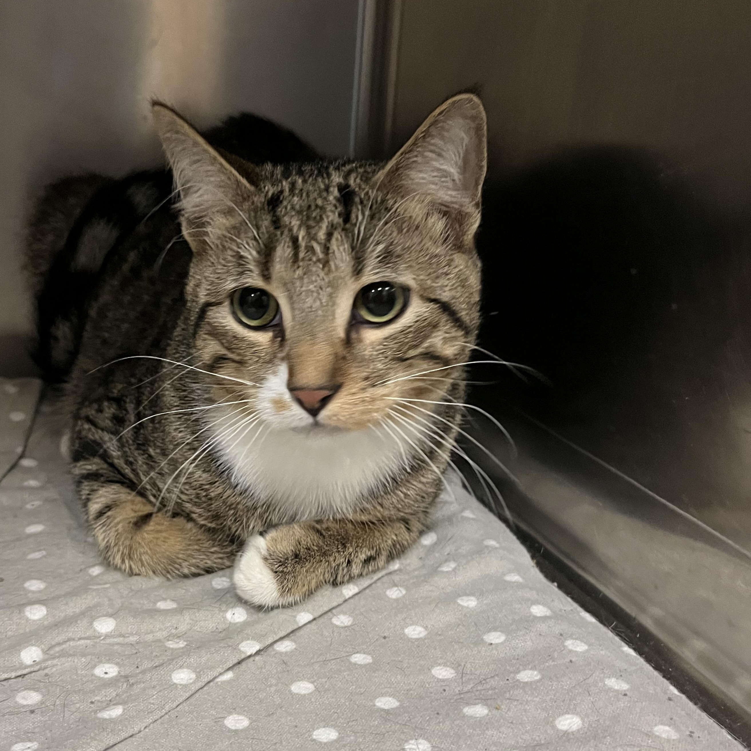 Enlarge Bing, a Adopted Domestic Short Hair in Minneapolis, MN image 1/1