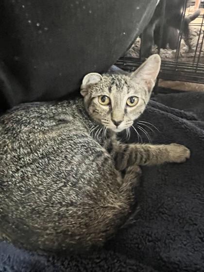 Enlarge Hattie Cat, a Adoptable mixed breed in Oklahoma City, OK image 1/1