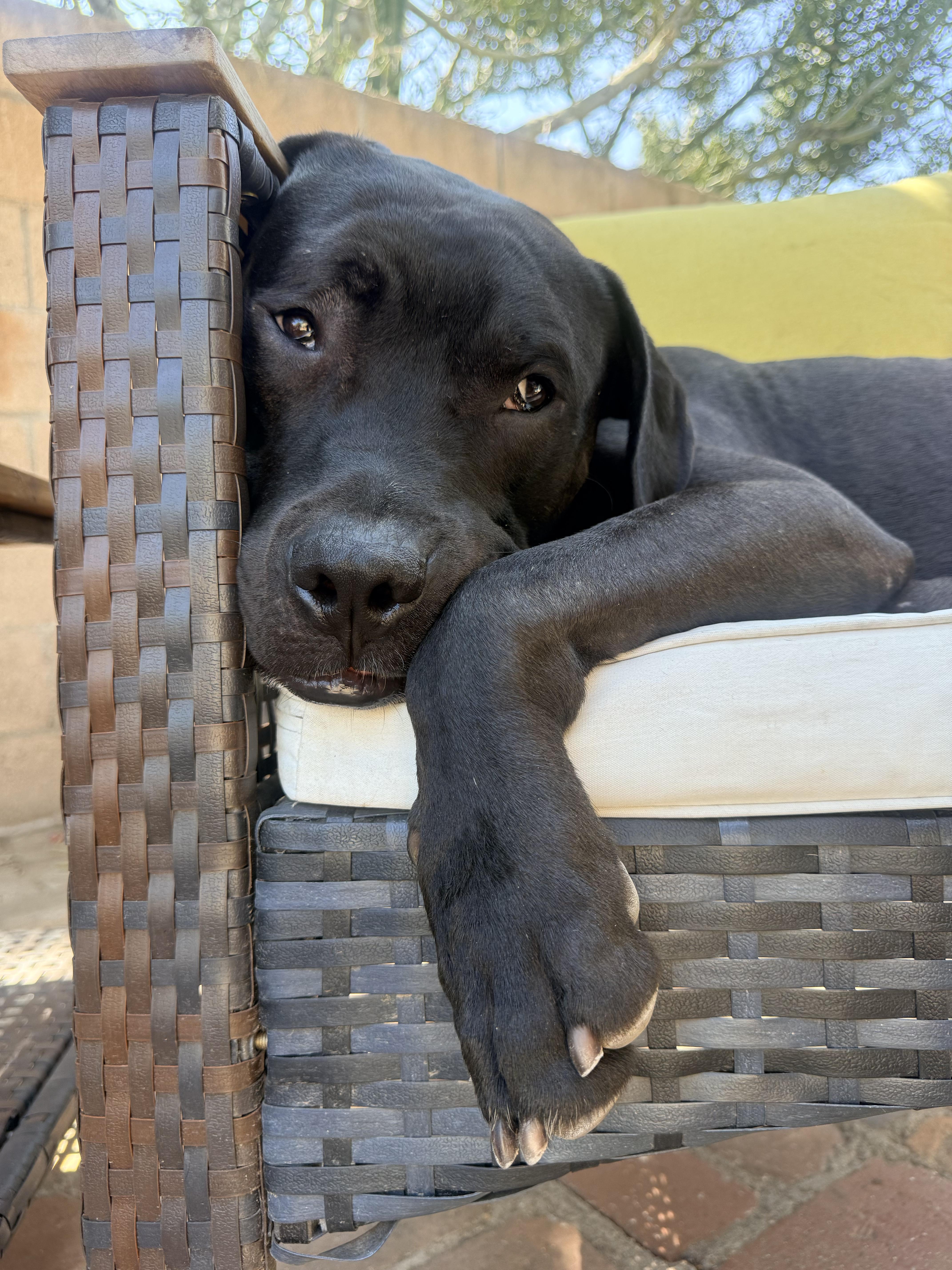 Pony, Adoptable, Adult Male American Staffordshire Terrier & Boxer.